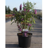 BUDDLEIA davidii PEACOCK - Arbre aux papillons En pot de 10-12 litres buisson hauteur 060-080 cm