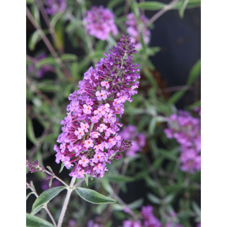 BUDDLEIA davidii SOPHIE - Arbre aux papillons