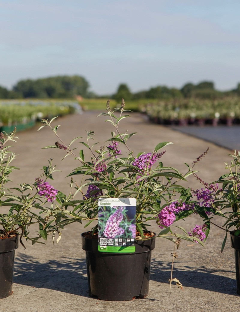 Buddleia davidii Sophie arbuste compact floraison mauve