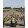 BUDDLEIA davidii SOPHIE - Arbre aux papillons En pot de 3-4 litres buisson hauteur 030-040 cm
