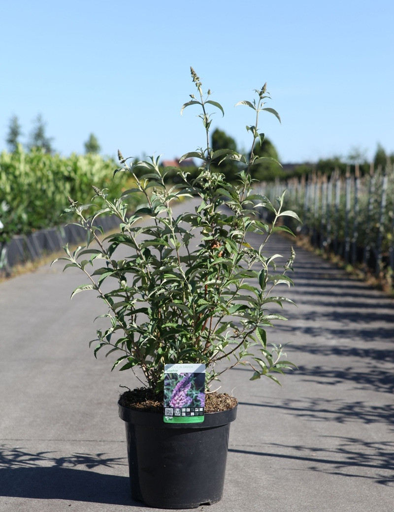 Buddleia davidii Sophie arbuste compact floraison mauve