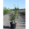 BUDDLEIA davidii SOPHIE - Arbre aux papillons En pot de 10-12 litres buisson hauteur 060-080 cm