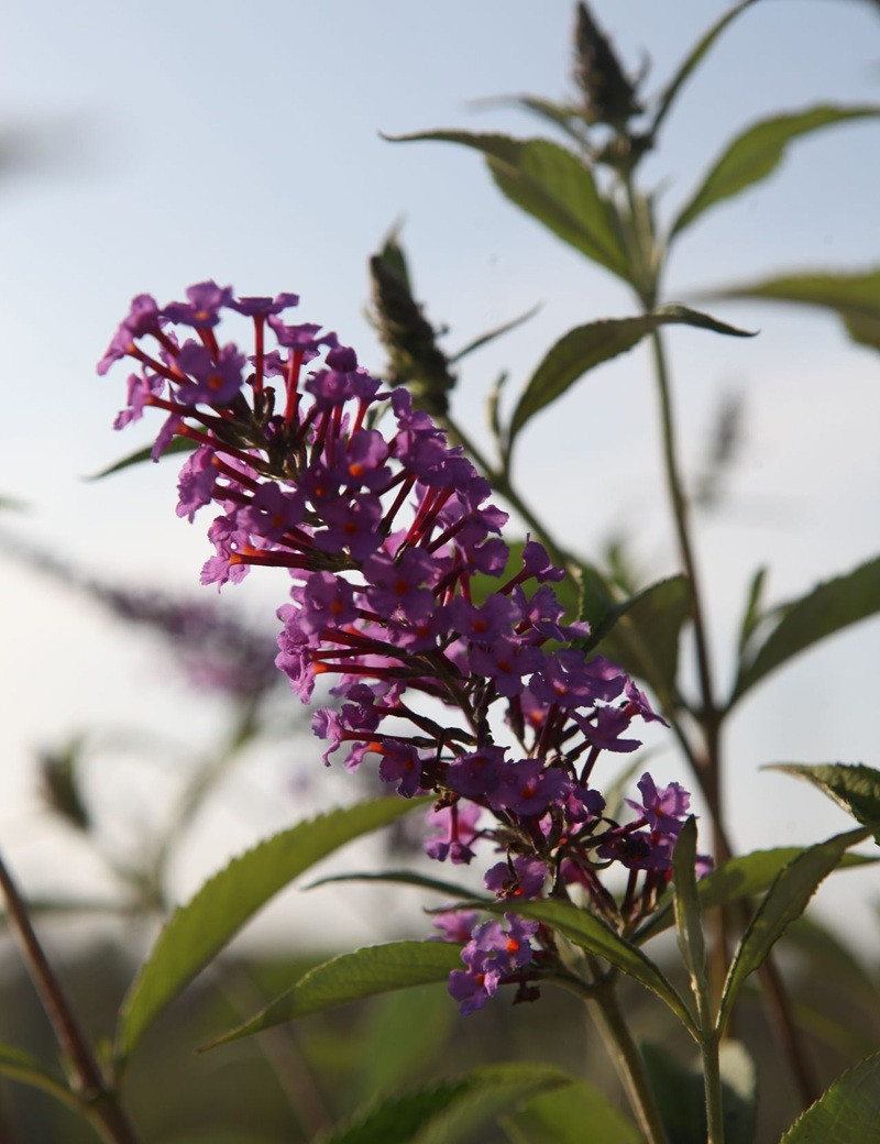 Buddleia davidii Sophie arbuste compact floraison mauve