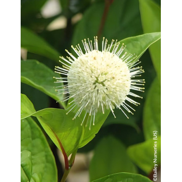 CEPHALANTHUS occidentalis FIBER OPTICS® - Bois-boutonCéphalanthe occidental, Bois noir