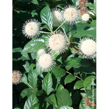 CEPHALANTHUS occidentalis FIBER OPTICS® - Bois-boutonCéphalanthe occidental, Bois noir