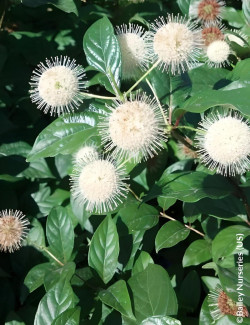 CEPHALANTHUS occidentalis FIBER OPTICS® - Bois-boutonCéphalanthe occidental, Bois noir