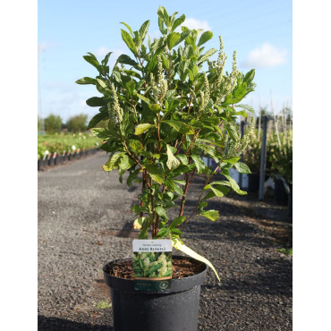 CLETHRA alnifolia ANNE BIDWELL - Clèthre à feuilles d'aulne