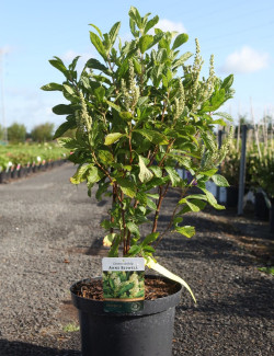 CLETHRA alnifolia ANNE BIDWELL - Clèthre à feuilles d'aulne