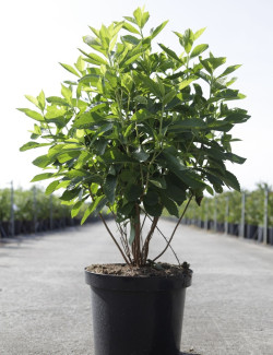 CLETHRA alnifolia ANNE BIDWELL - Clèthre à feuilles d'aulne