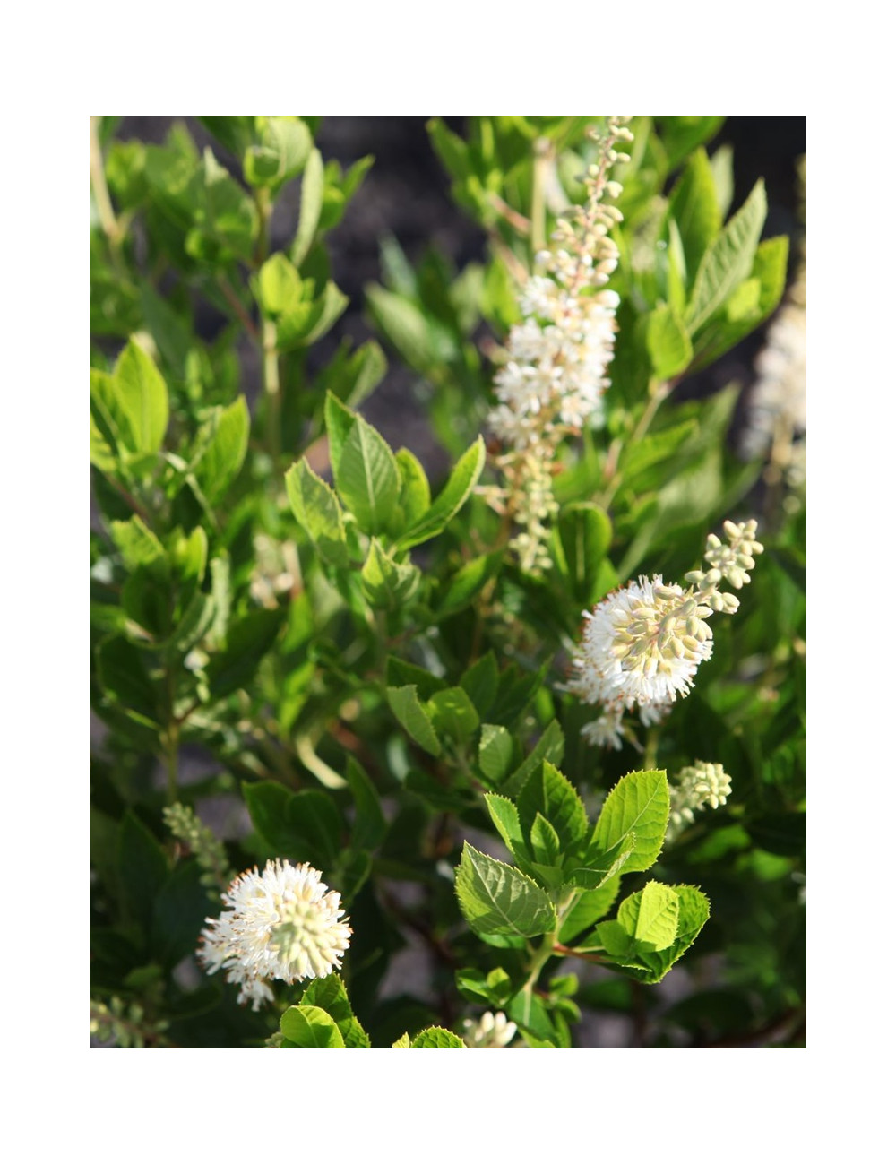CLETHRA alnifolia HUMMINGBIRD - Clèthre à feuilles d'aulne