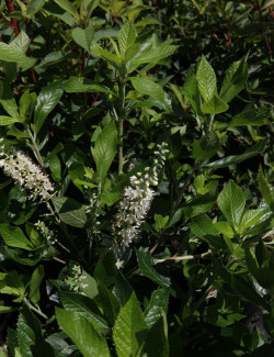 CLETHRA alnifolia HUMMINGBIRD - Clèthre à feuilles d'aulne