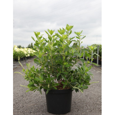 CLETHRA alnifolia HUMMINGBIRD - Clèthre à feuilles d'aulne En pot de 10-12 litres buisson hauteur 060-080 cm