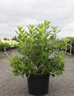 CLETHRA alnifolia HUMMINGBIRD - Clèthre à feuilles d'aulne En pot de 10-12 litres buisson hauteur 060-080 cm