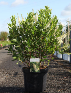 CLETHRA alnifolia HUMMINGBIRD - Clèthre à feuilles d'aulne En pot de 10-12 litres buisson hauteur 060-080 cm