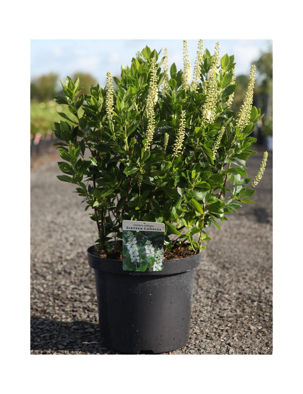 CLETHRA alnifolia SIXTEEN CANDLES - Clèthre à feuilles d'aulne En pot de 10-12 litres buisson hauteur 060-080 cm