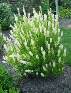 CLETHRA alnifolia SIXTEEN CANDLES - Clèthre à feuilles d'aulne