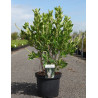 CLETHRA alnifolia VANILLA SPICE - Clèthre à feuilles d'aulne En pot de 10-12 litres buisson hauteur 060-080 cm