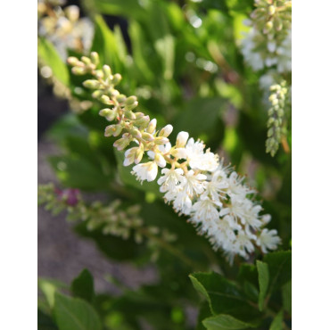CLETHRA alnifolia VANILLA SPICE - Clèthre à feuilles d'aulne