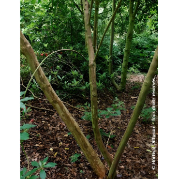 CLETHRA barbinervis - Clèthre du Japon