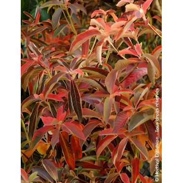 CLETHRA barbinervis - Clèthre du Japon