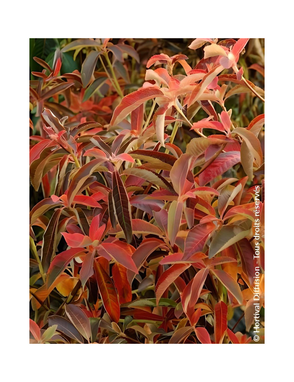 CLETHRA barbinervis - Clèthre du Japon