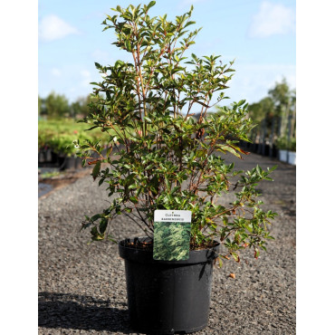 CLETHRA barbinervis - Clèthre du Japon En pot de 10-12 litres buisson hauteur 060-080 cm