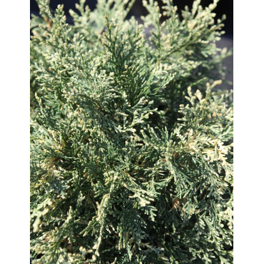 CHAMAECYPARIS lawsoniana PEARLY SWIRLS - Cyprès de Lawson