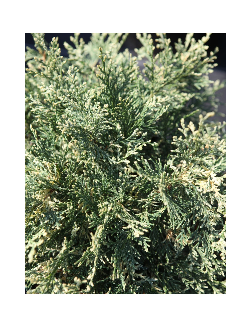 CHAMAECYPARIS lawsoniana PEARLY SWIRLS - Cyprès de Lawson
