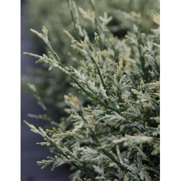 CHAMAECYPARIS lawsoniana PEARLY SWIRLS - Cyprès de Lawson