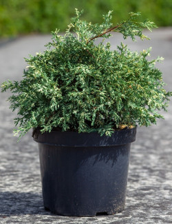 CHAMAECYPARIS lawsoniana PEARLY SWIRLS - Cyprès de Lawson En pot de 7-10 litres hauteur 030-040 cm