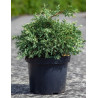 CHAMAECYPARIS lawsoniana PEARLY SWIRLS - Cyprès de Lawson En pot de 7-10 litres hauteur 030-040 cm