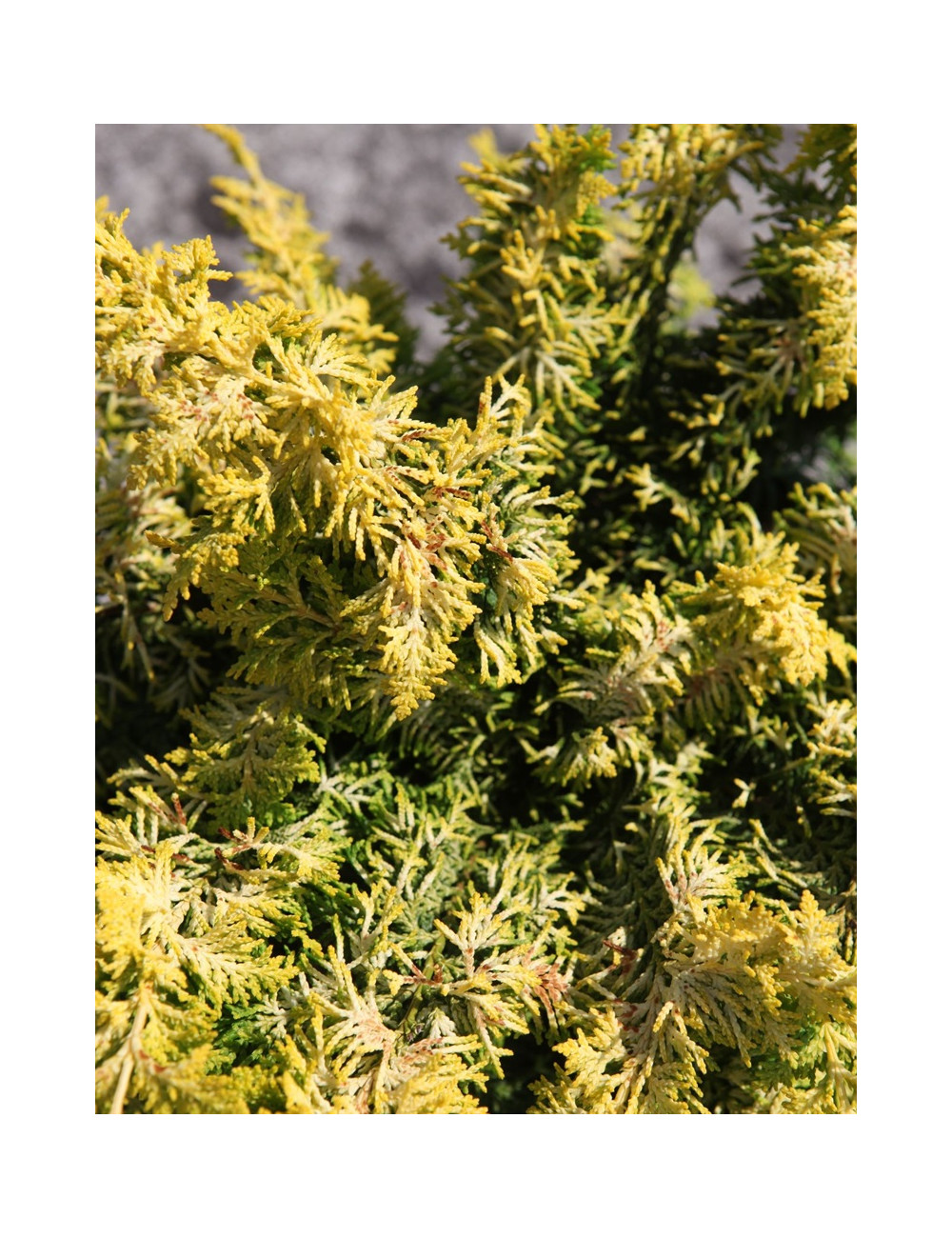 CHAMAECYPARIS obtusa FERNSPRAY - Faux cyprès d'Hinoki