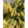 CHAMAECYPARIS obtusa FERNSPRAY - Faux cyprès d'Hinoki