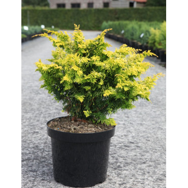 CHAMAECYPARIS obtusa FERNSPRAY - Faux cyprès d'Hinoki
