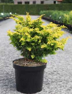 CHAMAECYPARIS obtusa FERNSPRAY - Faux cyprès d'Hinoki