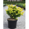CHAMAECYPARIS obtusa FERNSPRAY - Faux cyprès d'Hinoki
