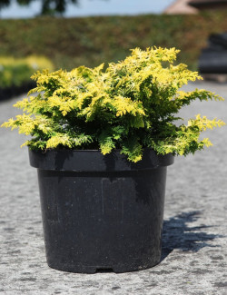 CHAMAECYPARIS obtusa FERNSPRAY - Faux cyprès d'Hinoki