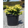CHAMAECYPARIS obtusa FERNSPRAY - Faux cyprès d'Hinoki