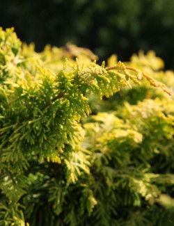 CHAMAECYPARIS obtusa FERNSPRAY - Faux cyprès d'Hinoki