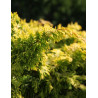 CHAMAECYPARIS obtusa FERNSPRAY - Faux cyprès d'Hinoki