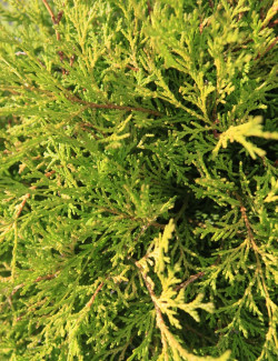CHAMAECYPARIS obtusa KAMARACHIBA - Faux cyprès d'Hinoki