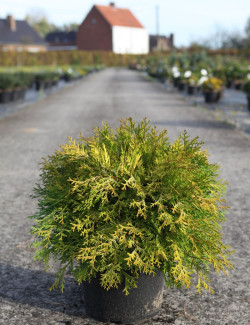 CHAMAECYPARIS obtusa KAMARACHIBA - Faux cyprès d'Hinoki En pot de 7-10 litres hauteur 030-040 cm