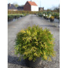 CHAMAECYPARIS obtusa KAMARACHIBA - Faux cyprès d'Hinoki En pot de 7-10 litres hauteur 030-040 cm