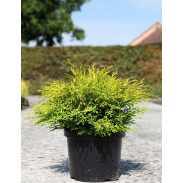 CHAMAECYPARIS obtusa KAMARACHIBA - Faux cyprès d'Hinoki En pot de 7-10 litres hauteur 030-040 cm