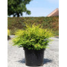 CHAMAECYPARIS obtusa KAMARACHIBA - Faux cyprès d'Hinoki En pot de 7-10 litres hauteur 030-040 cm