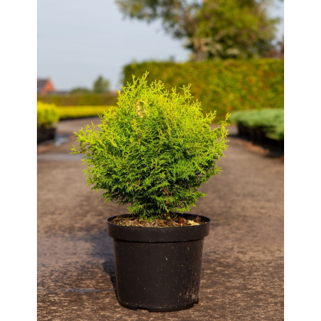 CHAMAECYPARIS obtusa KLUCAS - Faux cyprès d'Hinoki En pot de 7-10 litres hauteur 030-040 cm