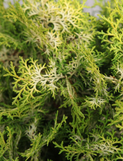 CHAMAECYPARIS obtusa KLUCAS - Faux cyprès d'Hinoki