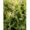 CHAMAECYPARIS obtusa KLUCAS - Faux cyprès d'Hinoki