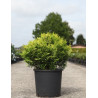CHAMAECYPARIS obtusa KLUCAS - Faux cyprès d'Hinoki En pot de 15-20 litres hauteur 040-050 cm