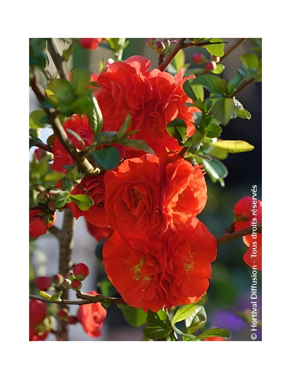 CHAENOMELES speciosa ORANGE STORM® - Cognassier du Japon